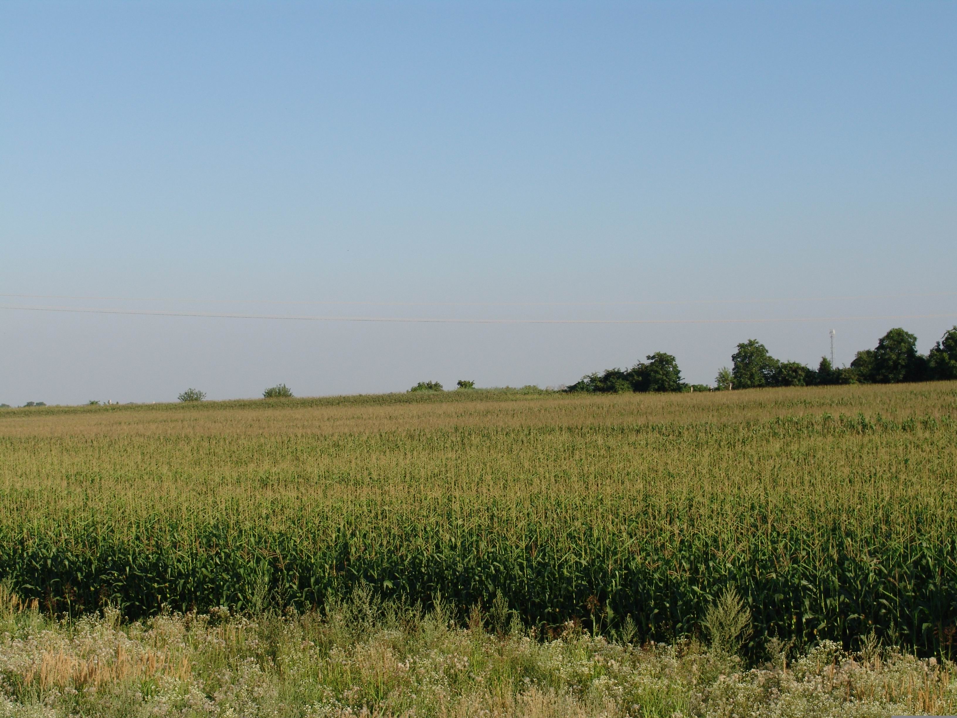 Corn Futures Fall Back on Thursday as Export Data Temper Gains