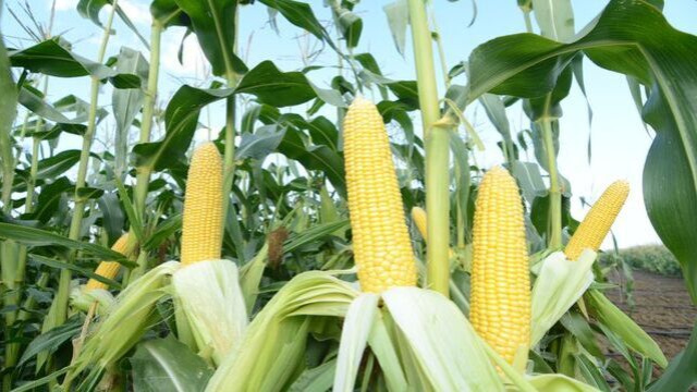 Corn imports: Tariff quota opened under presidential decisions