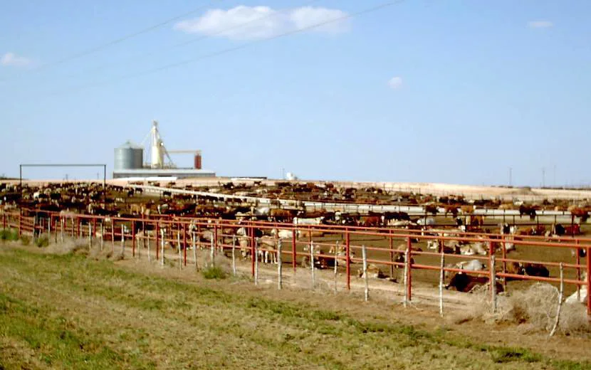 Cattle futures fall $1.45-$1.65 ahead of Cattle on Feed report