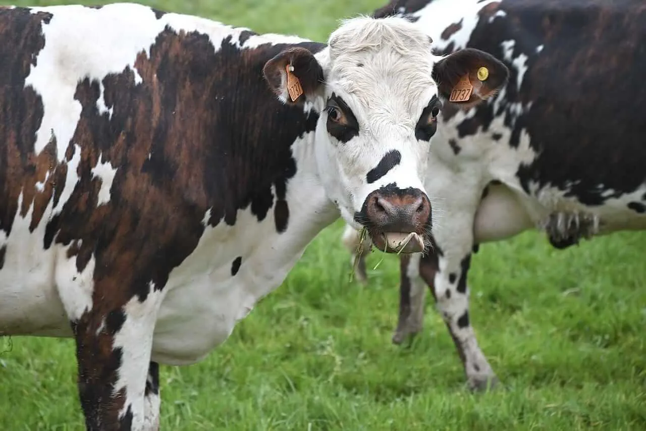 Cattle Futures Pull Off Lows on Friday, Still Close with Weakness