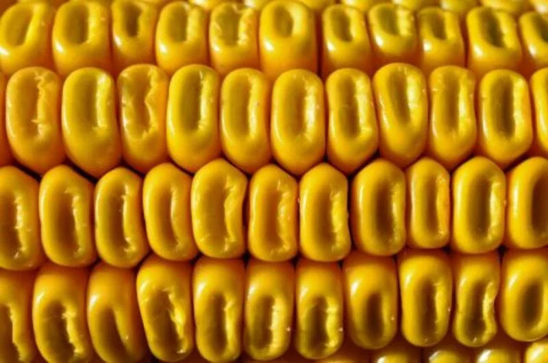 Corn Futures Close Higher for the Week as May Posts Big Rally