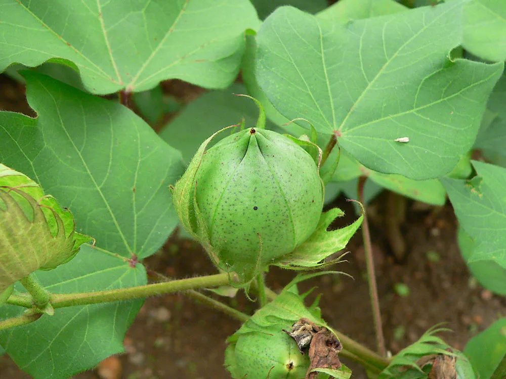 Cotton Futures Keep Rallying: Strong Gains Continue on Friday