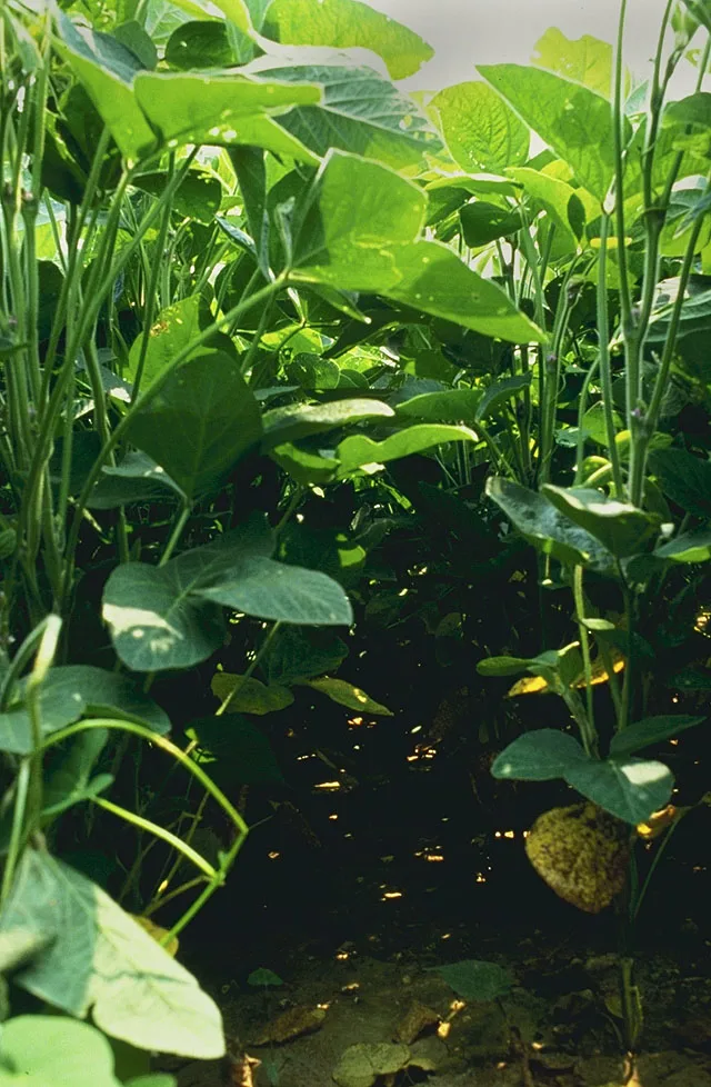 Soybeans Recover Late on Thursday, Close with Marginal Losses