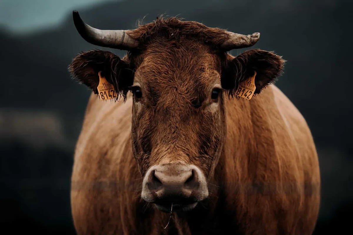 Cattle futures slide on profit-taking despite firm cash trade