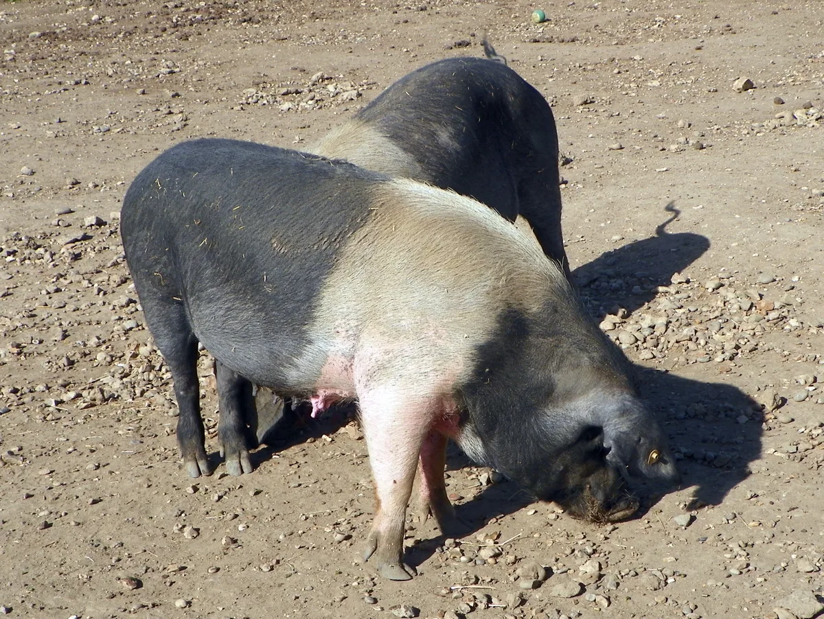 Lean hog futures slip as USDA base price falls to $93.32