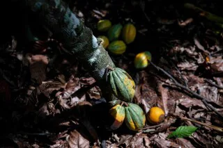 Cocoa prices sink: Global supply outlook improves, contracts fall