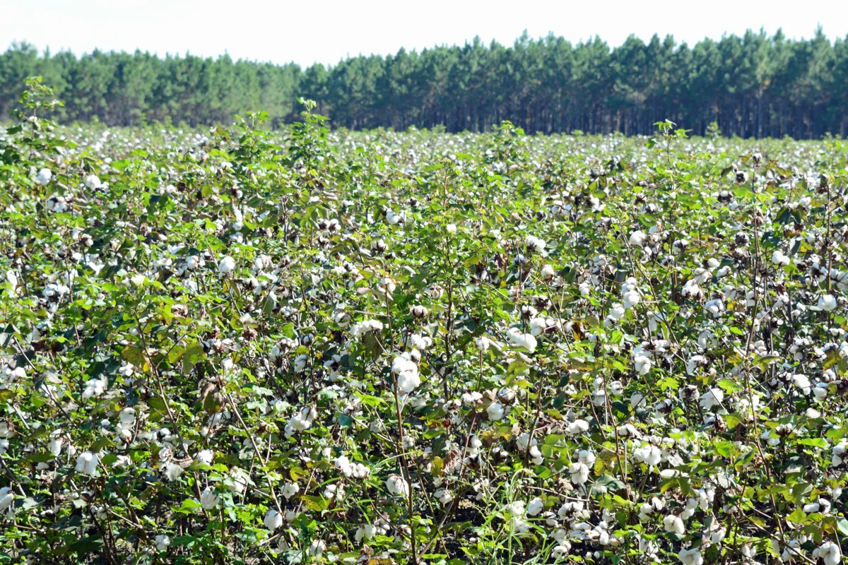 Cotton futures slip into Memorial Day weekend as dollar firms