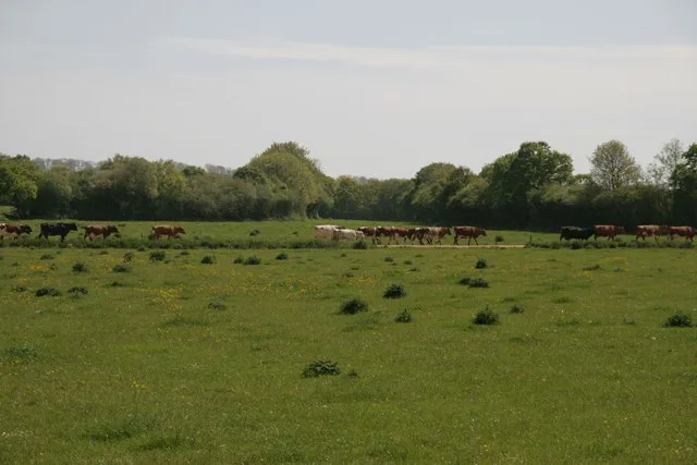 Milk prices fall below production cost, farmers warn of sales surge