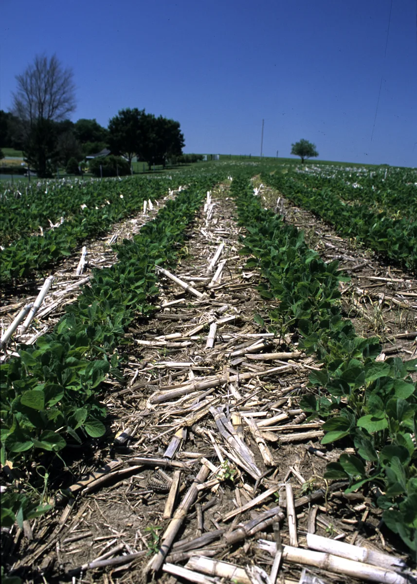 Soybeans See Late Pressure as Wednesday Close Leaves Mixed Prints
