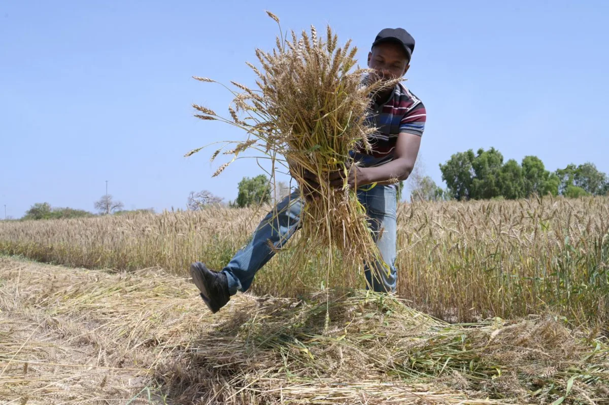Afrika'dan tedarik için güçlü gerekçe hâlâ görmezden geliniyor