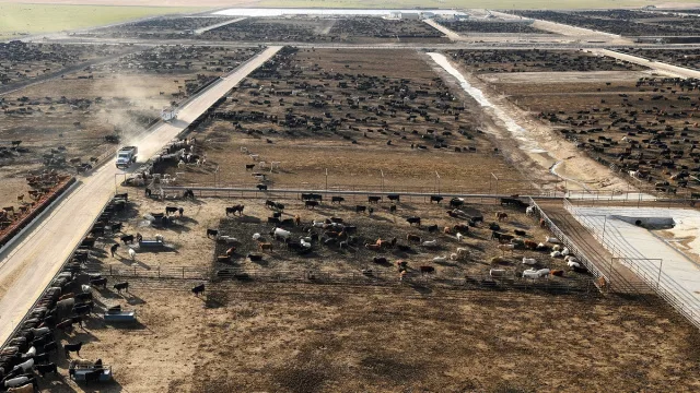 US livestock on high alert: New World screwworm threatens beef supply