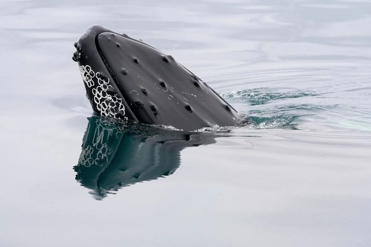 Bitcoin Whales Accumulate $1.2 Billion as ETF Inflows Surge