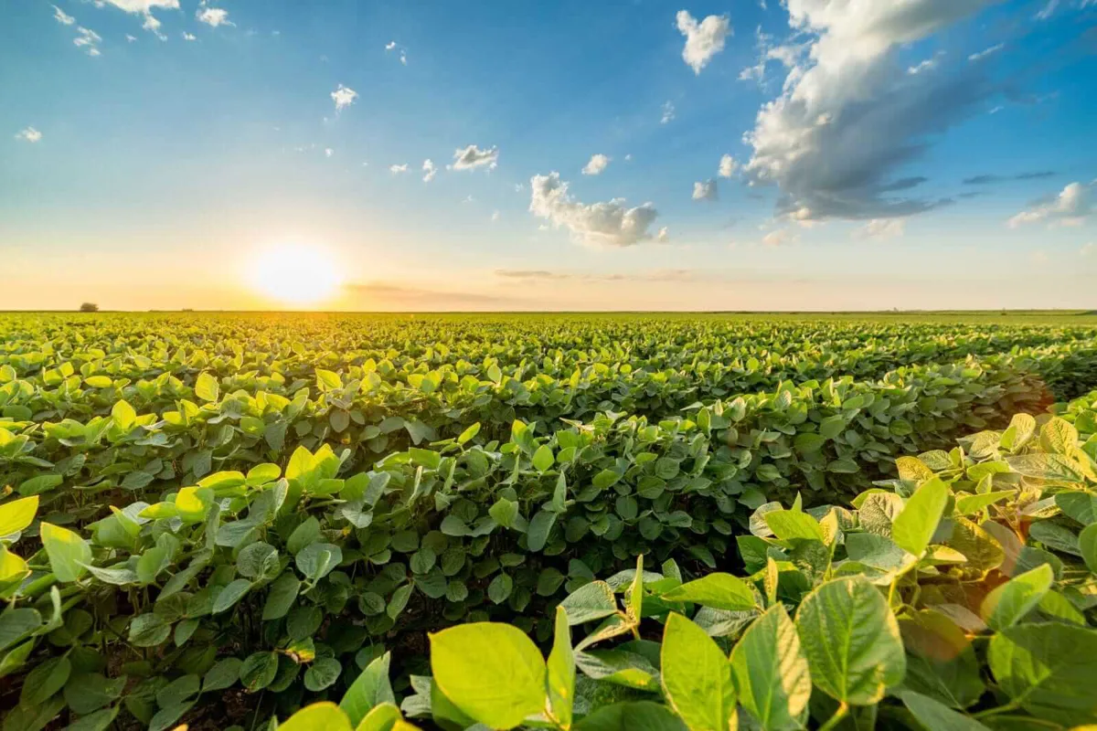 Soybeans Show Firmer Midday Trading Amid Robust Demand and USDA Reports