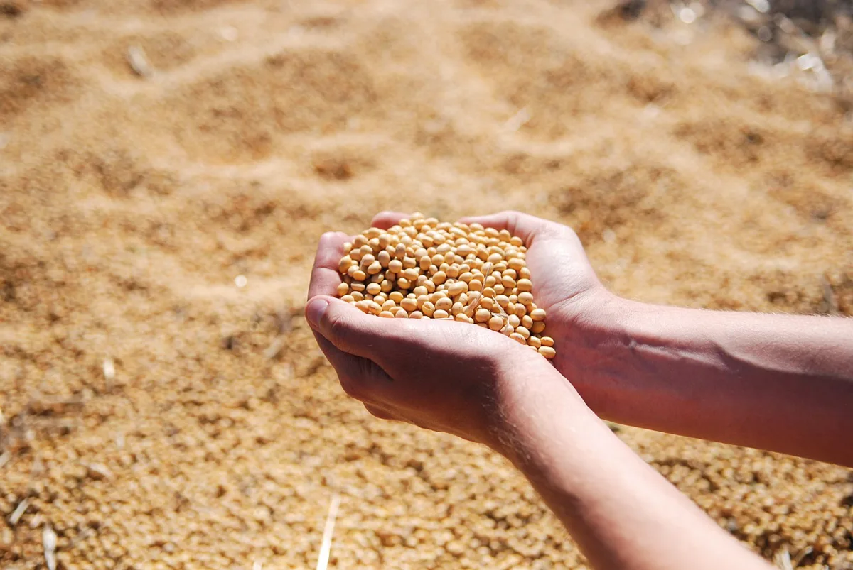 Soybeans Show Strong Gains in Early Friday Trading