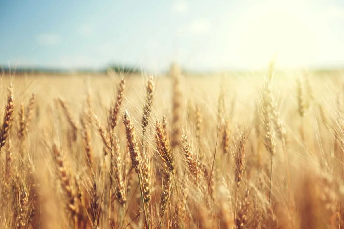 Black Sea Tensions Drive Wheat Prices Higher, Futures End Week with Premium