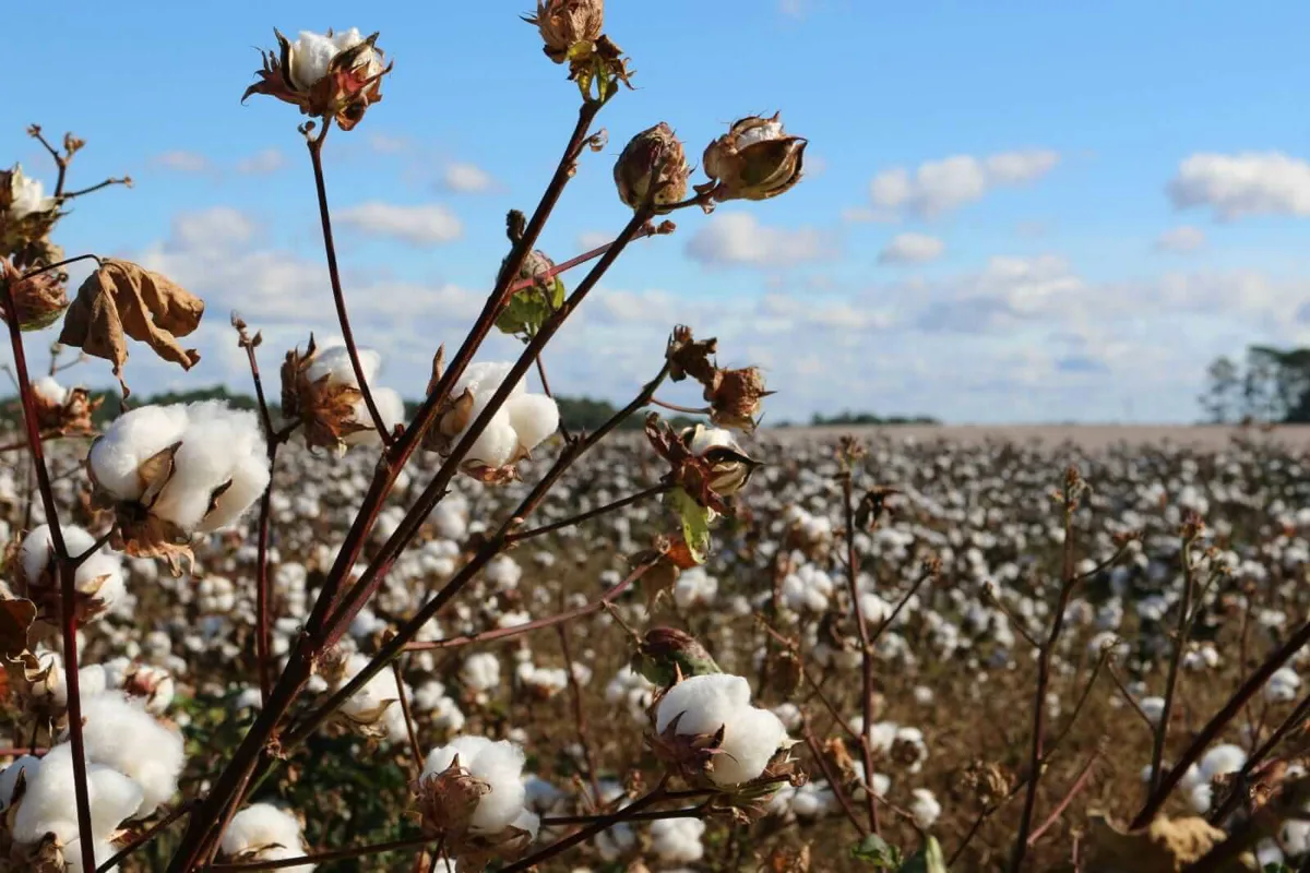 Cotton Futures End Week Strong Amid Rising Crude, Weakening Dollar