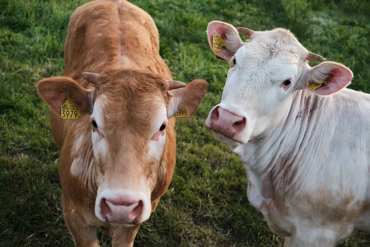 Cattle Futures Erase Early Gains, Head for Midday Losses