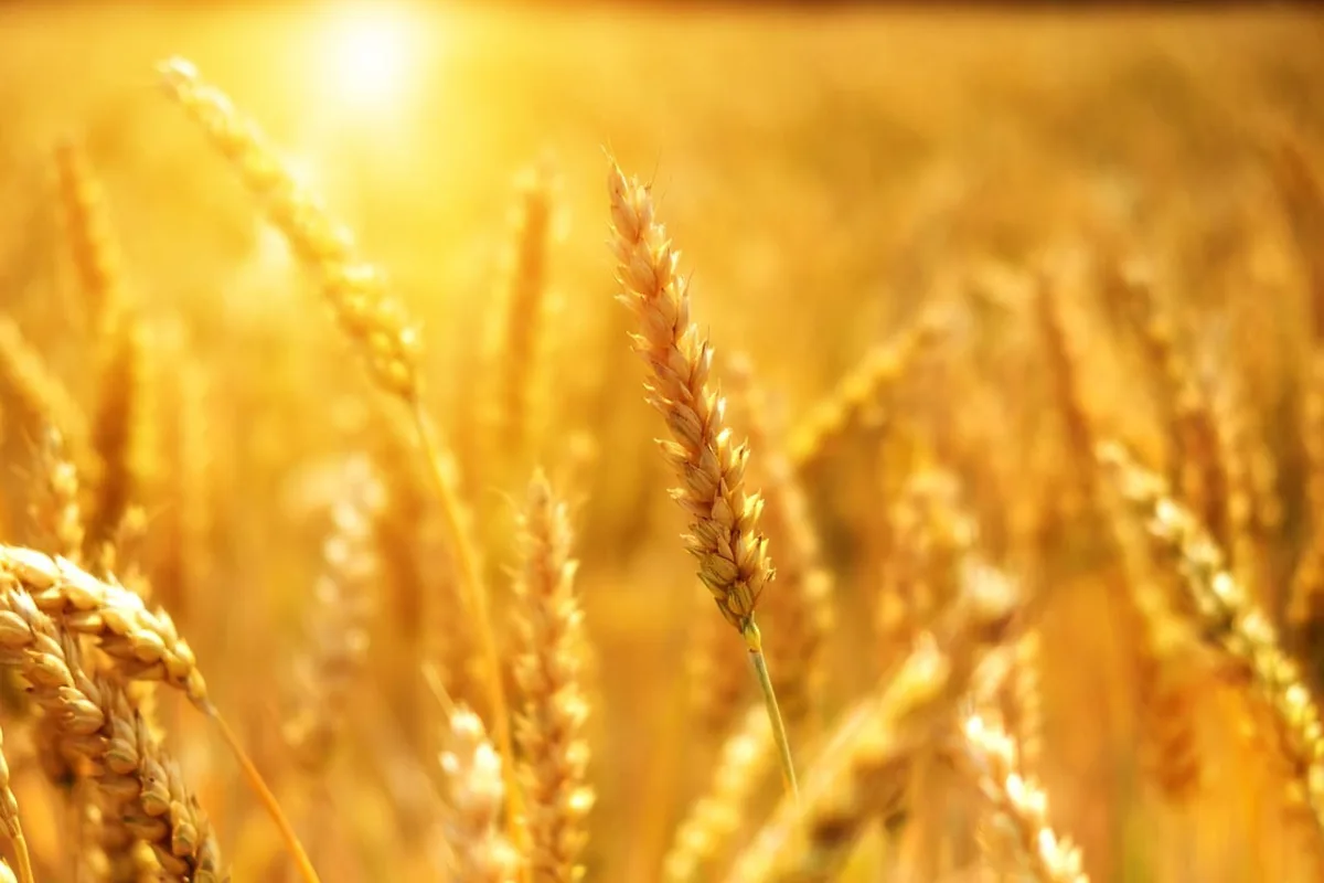 Wheat Markets Close Monday Session with Mixed Performance