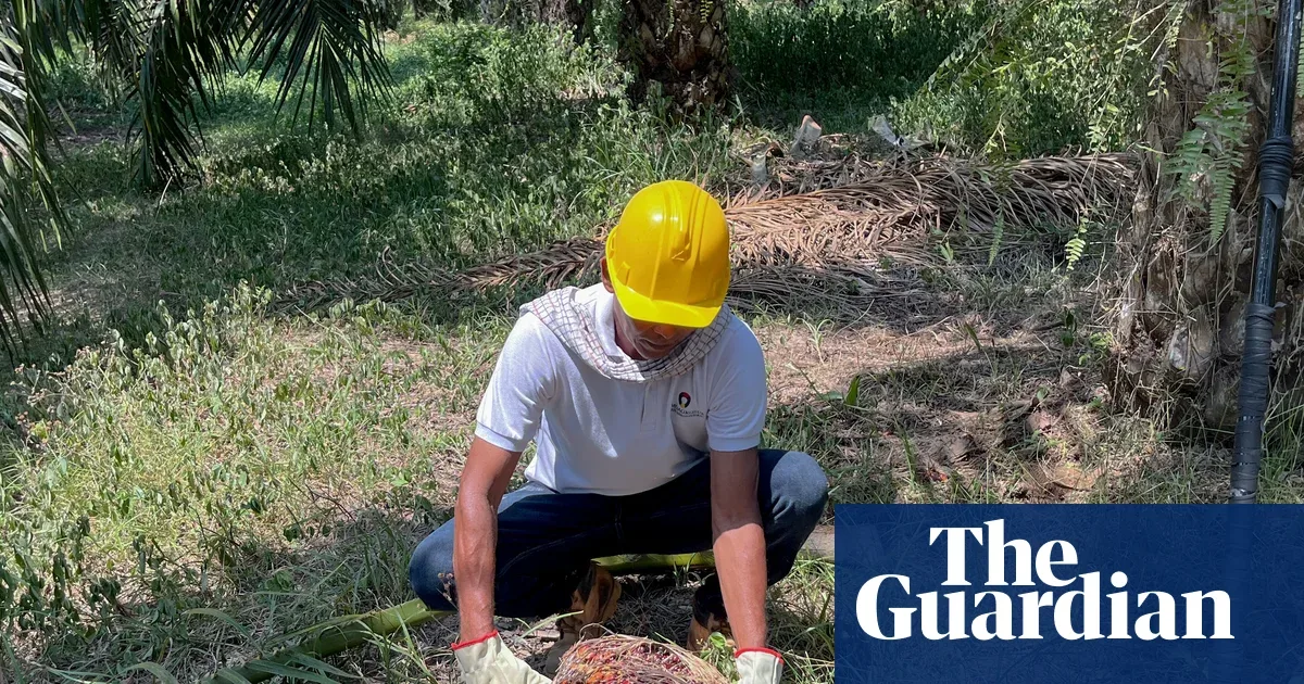 Colombian Farmers Rebuild Lives by Shifting from Coca to Palm Oil